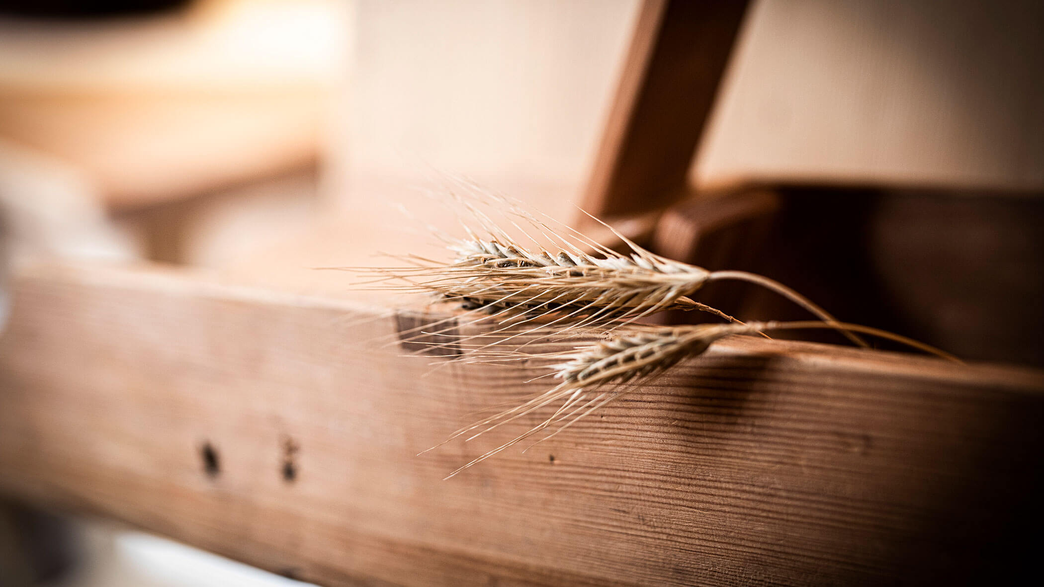 Burgfrieder Mühle - Korn im Detail